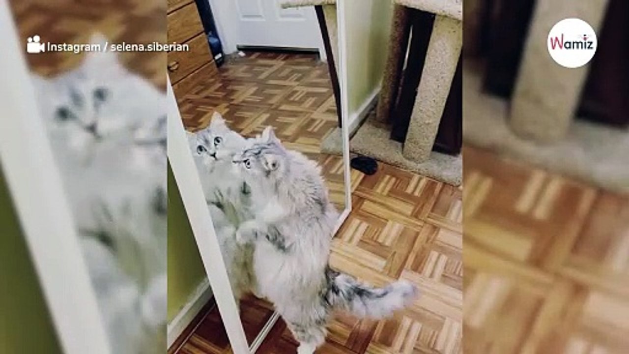 Einzigartige Augen: Sibirische Katze wird zur Internet-Sensation!