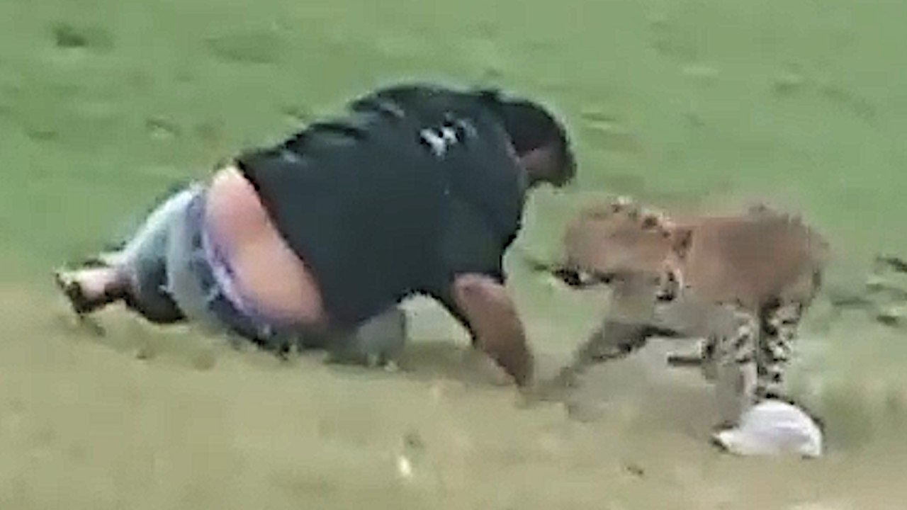 Freunde beim Picknick überlebten auf wundersame Weise den Leopardenangriff