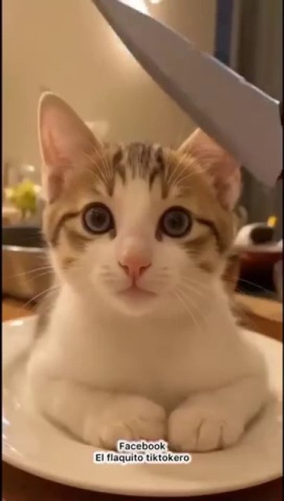 FUNNY CAT VIDEO" TRENDING FUNNY VIDEO, BEST FUNNY CAT, CAT FUNNY MOMENTS