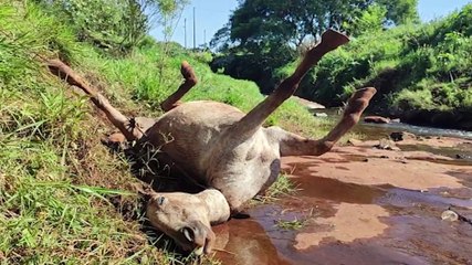 Amarrado para pastar, cavalo cai de barranco e morre enforcado no Bairro Morumbi
