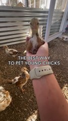 Person is teaching viewers the correct way to pet and pick up baby chicks!