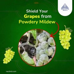 Effective Fungicide Product In India For Healthy Crops | NACL