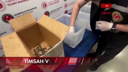 Kaçak yollarla yurda getirilen timsah ve varanlara el konuldu