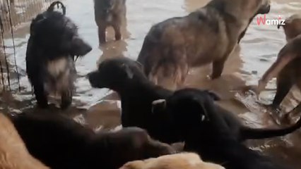 Perros con el agua al cuello en Valencia: refugios destrozados lanzan un SOS urgente para salvar a sus animales