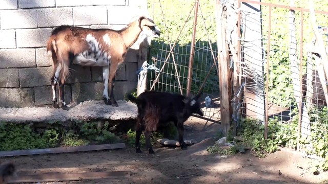 Δήμος Λοκρών: Δεν θα αντέξουν δεύτερο χτύπημα από την ευλογιά οι κτηνοτρόφοι