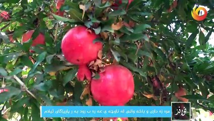 نوافذ | مرەزە داری و باخە وانی لەناوچەی عەرەب رود بەر پاريزگای ئيلام