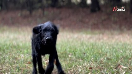 À la nuit tombée, elle remarque deux points jaunes dans son jardin : sa curiosité va bouleverser sa vie