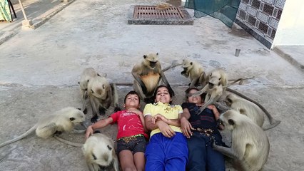 Very hungry monkey family