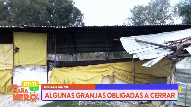 ¡Desolador! Granjas avícolas dejan de operar ante la falta de alimentos y pollos bebé. Foto: Red Uno