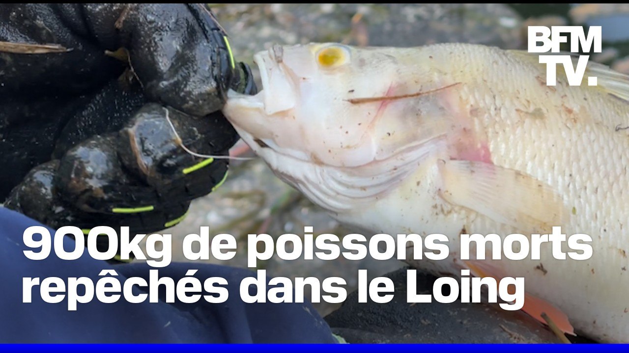 Seine-et-Marne: plus de 900kg de poissons morts repêchés dans le canal du Loing