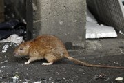 Des habitants excédés par l'invasion de rats