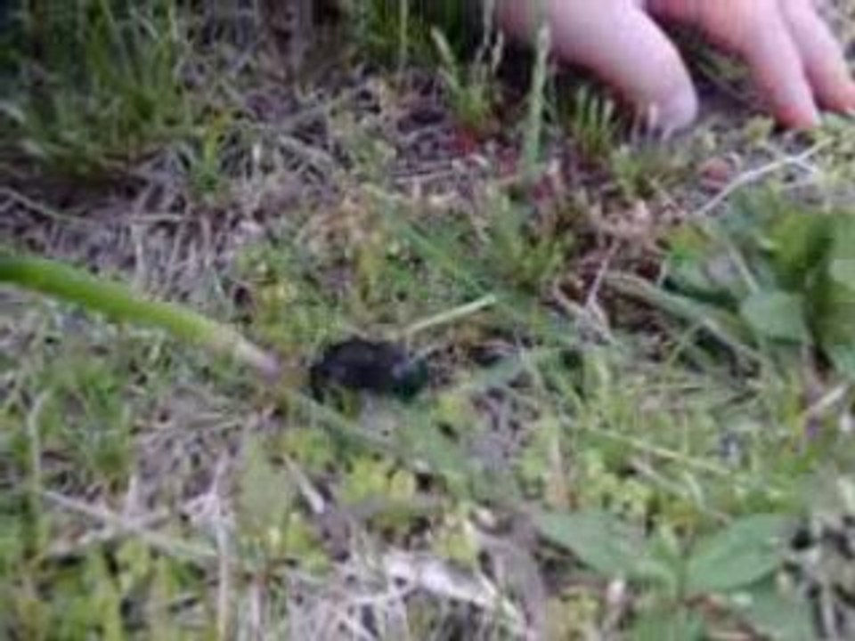 déva et son premier grillon! belle rencontre!