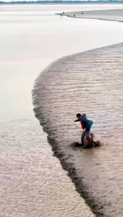 Fish_viral video