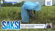 Mga magsasaka, naghahabol na maani ang natitira nilang pananim | Saksi