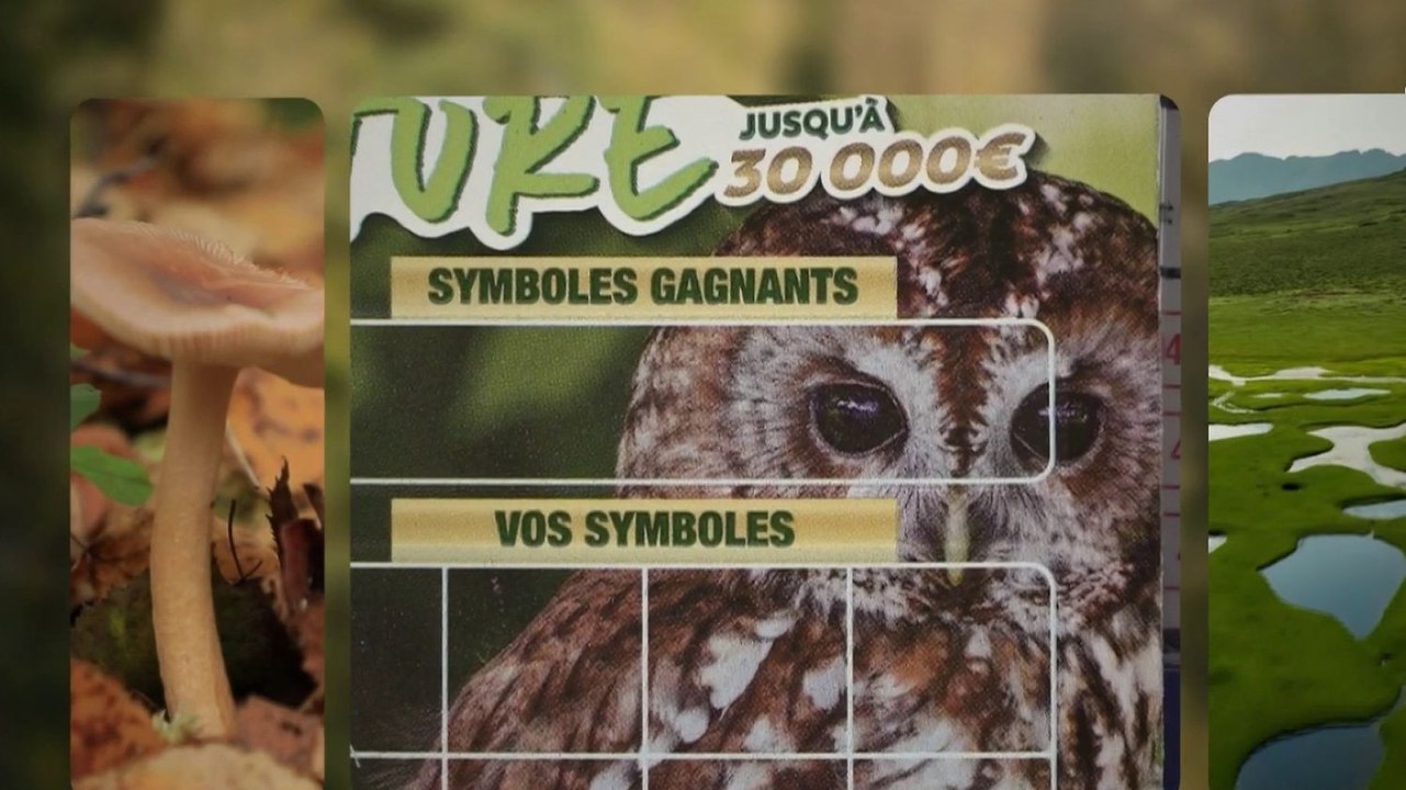 Loto pour la Biodiversité : Un Jeu au Service de la Nature
