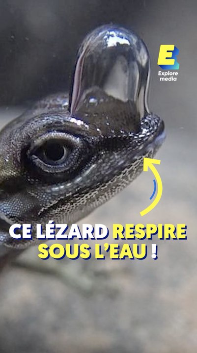 Ce lézard respire sous l'eau