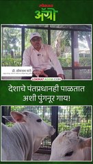 जगातील सर्वांत कमी उंचीची गाय_1
