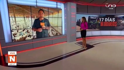 SCZ: Granjas de pollos en Mairana con grandes pérdidas