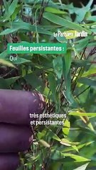 Comment planter des bambous en bac pour un joli brise-vue ?