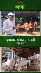 जगात प्रसिद्ध गीर गाय_1