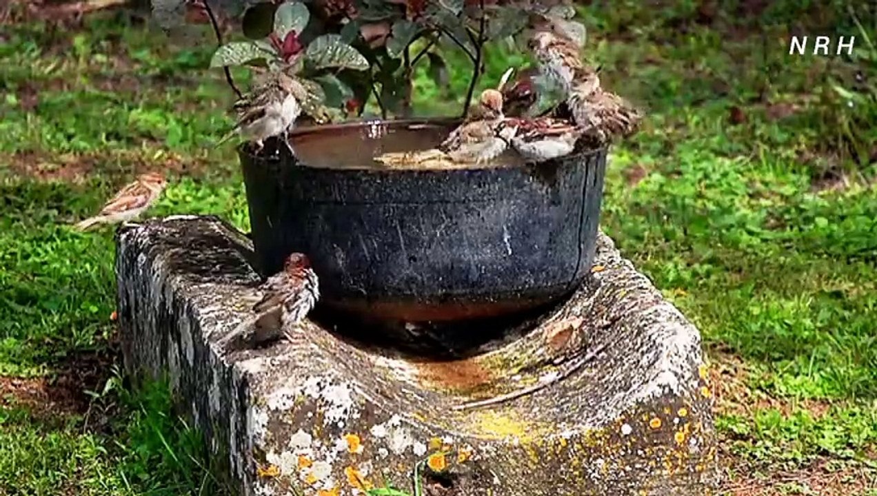 Beautiful bird relaxation video with beautiful sparrow bird.