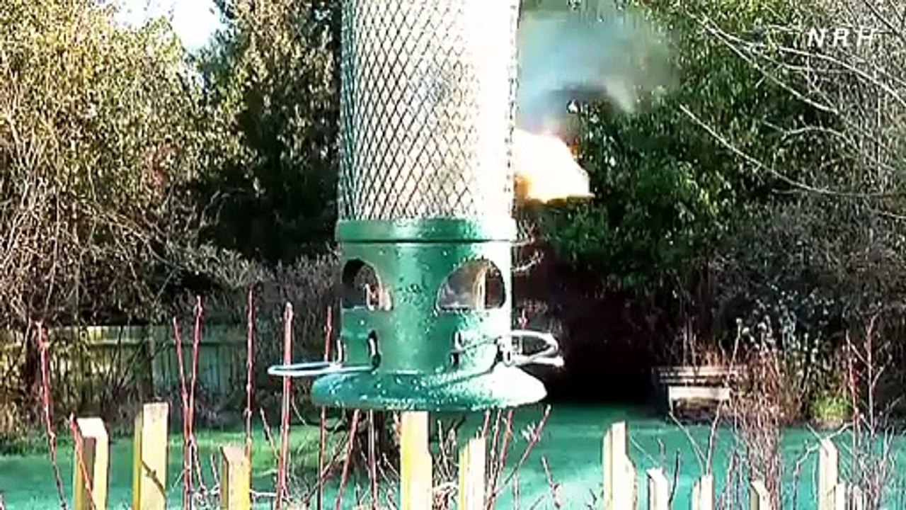 Beautiful bird relaxation video with beautiful sparrow.