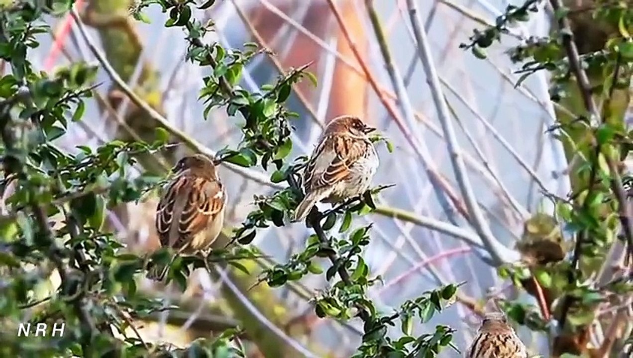 Relaxation video with beautiful bird (sparrow) and chirping.