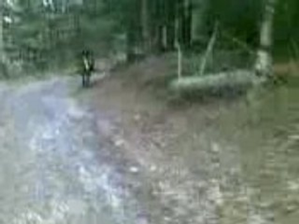 galop Nani profedur