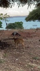 Comodo dragon hunting goat cub.