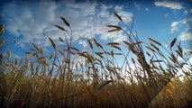 População de javalis preocupa Agrodefesa em Goiás