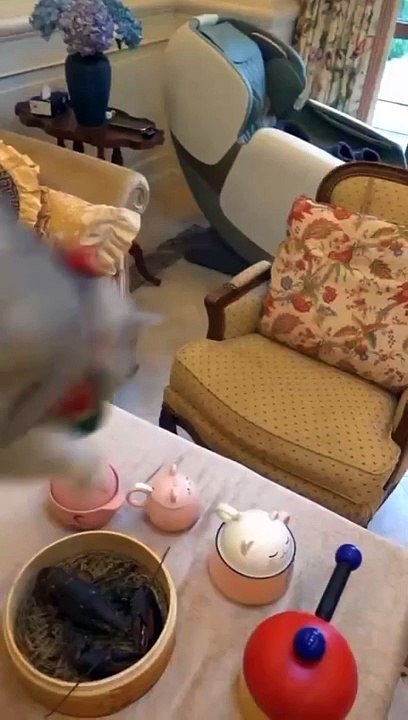 hora do rango miau kk