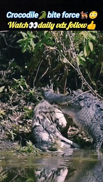 Crocodilebite force | crocodile attacks | crocodile vs zebra | #trending #animals #wildlife