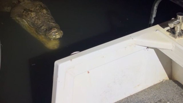 Crocodile stalks men as they try to land their barramundi fish safely