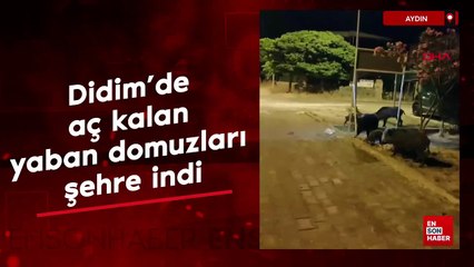Didim'de aç kalan yaban domuzları şehre indi