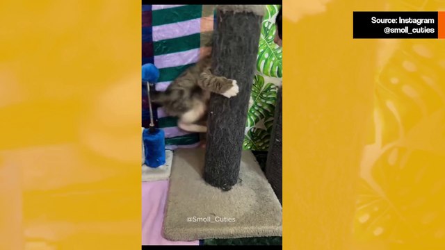 Hauska video: riitaisat kissat vaihtavat näyttäviä iskuja