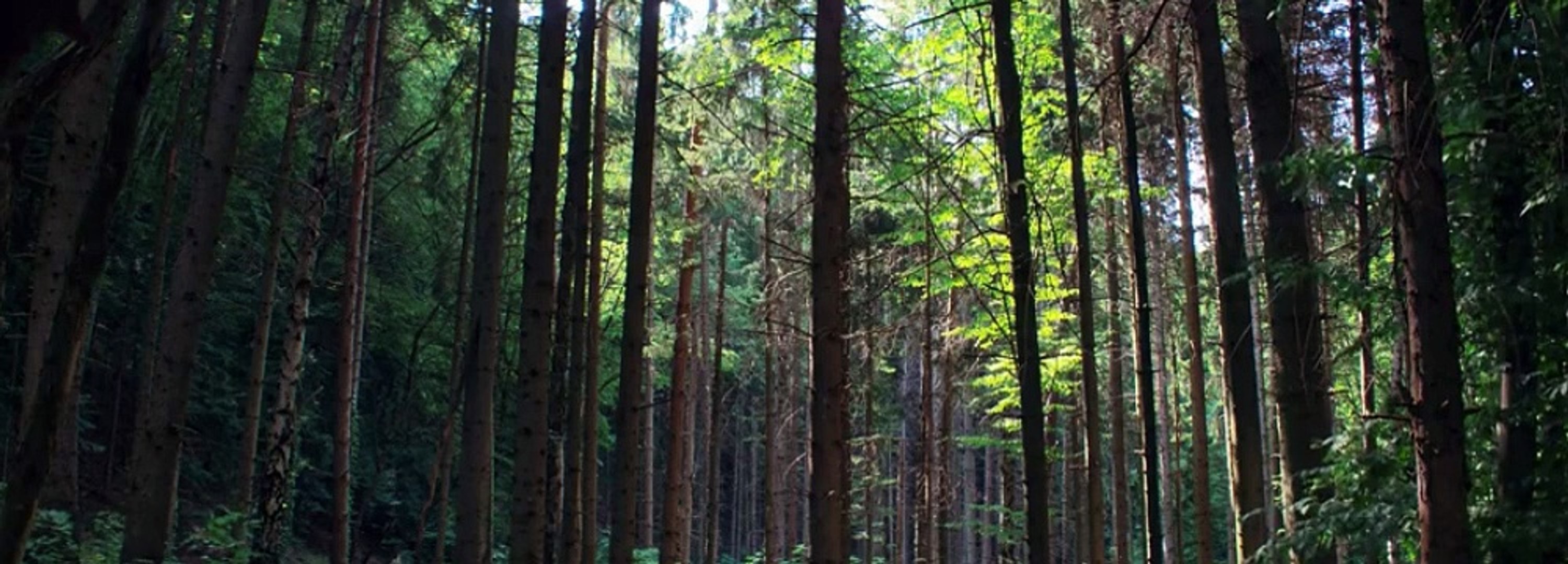 Dont Move 2024 FuIIMovie ‧ Horror/Thriller