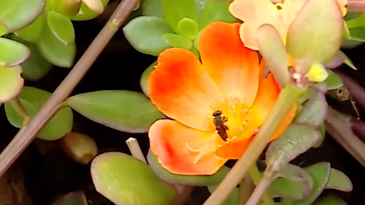 C7-abejas-mariposas-301024