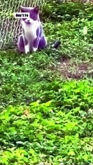 Funny Animal Videos - Cute and funny ANIMALS - Videos Сompilation