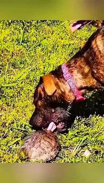 Funny Animal Videos - Funny cats - Funny dogs