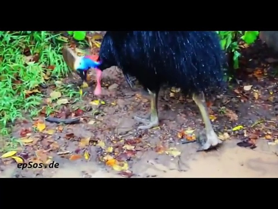 AUSTRALIAN ANIMALS