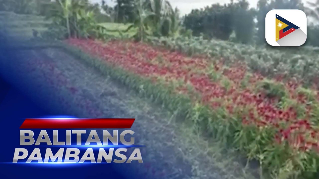 Maraming sakahan malapit sa paanan ng bulkang Mayon, labis na ...