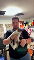 Funny Animal Videos - Cute Kittens - Funny Animal Videos