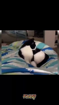 Funny Animal Videos - Unusual Memes Compilation 2024