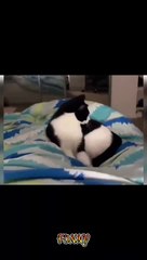 Funny Animal Videos - Unusual Memes Compilation 2024