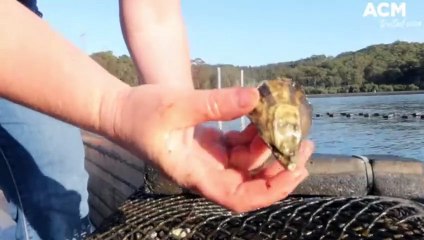 South Coast - The Oyster Shed