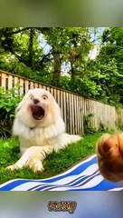Funny Animal Videos Compilation 2024 -funny cats Random - funny dogs video
