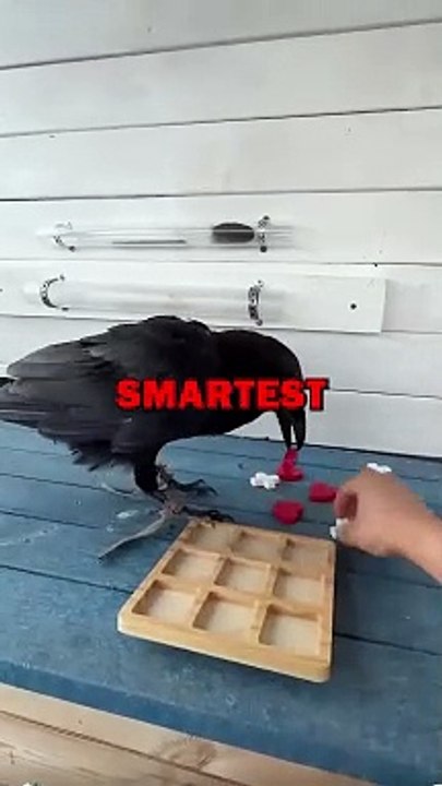 CROW PLAYING TIC TAC TOE! #animalstories #pets #funny #crow #animals #cute