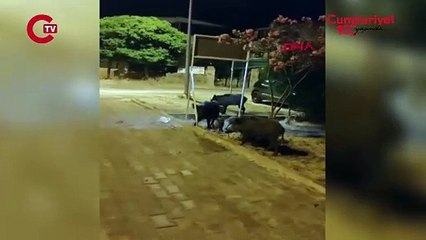 Aç kalan yaban domuzları şehre indi