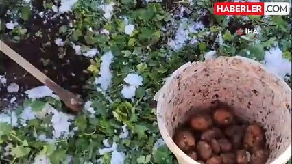 Artvin'de Erken Yağan Kar Patates Hasadını Zora Soktu