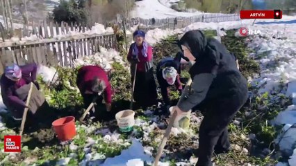 Artvin’e kış erken gelince patates hasası kar altında yapıldı